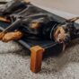 A happy dog lying on a cooling mat in a sunny backyard, enjoying a comfortable and cool surface during summer.