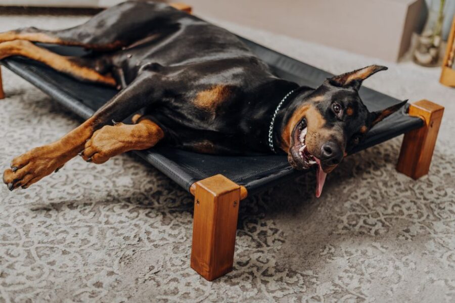 A happy dog lying on a cooling mat in a sunny backyard, enjoying a comfortable and cool surface during summer.